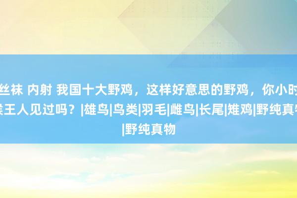 丝袜 内射 我国十大野鸡，这样好意思的野鸡，你小时候王人见过吗？|雄鸟|鸟类|羽毛|雌鸟|长尾|雉鸡|野纯真物